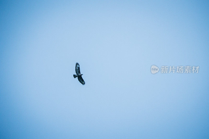 Griffon Vulture (Gyps fulvus)群鹰飞过天空